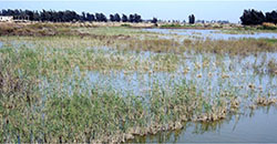 Reedy marsh west of the Suez Canal Reedy marsh west of the Suez Canal